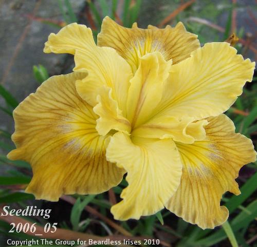 pci seedling 2006_05